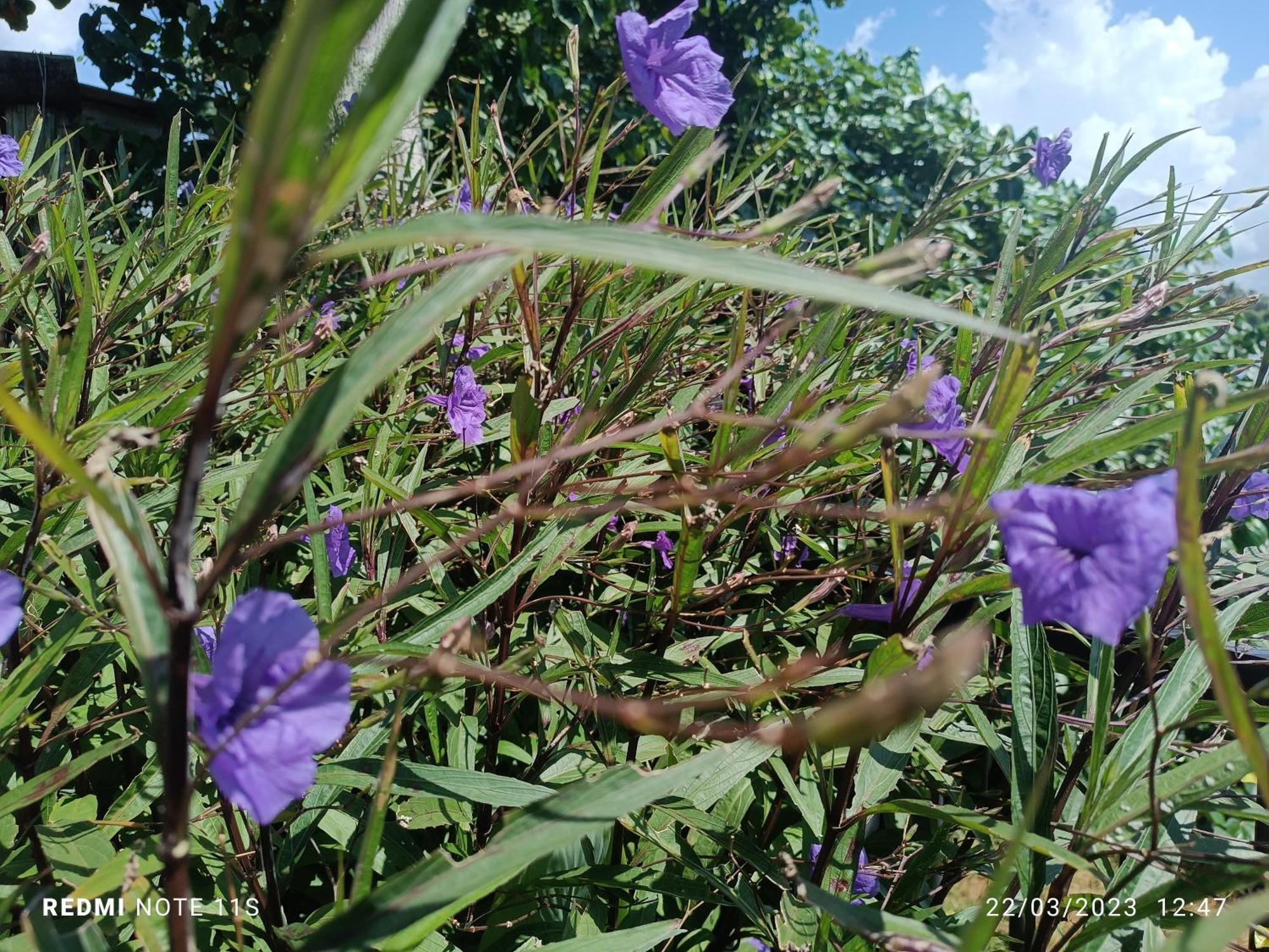 Pousada Anturio Barra Velha (Santa Catarina) Exterior foto